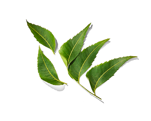 Neem